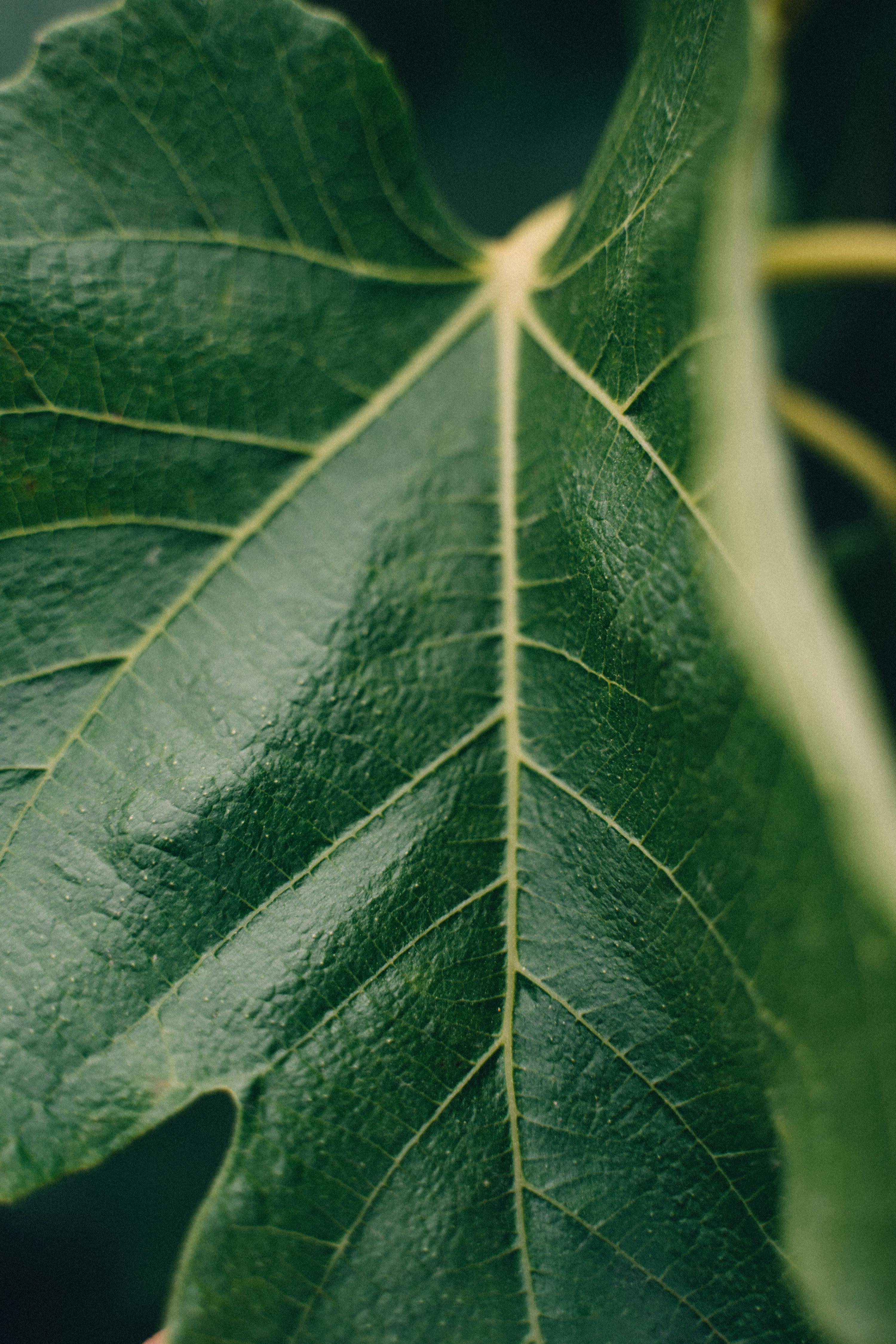 large green leaf with a dark background